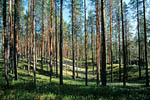 Лес на озере МомсаярвиАвтор: al03.09.2006 17:58:35