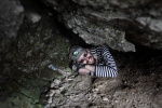 Гриша в Кочкарских пещерахАвтор: Alexey Zlatov06.05.2013 13:37:51