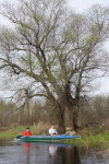 Андрей и Илья рядом с подпиленным бобром деревом01.05.2010 10:01:05