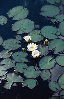 Лилии озера Тупиковое